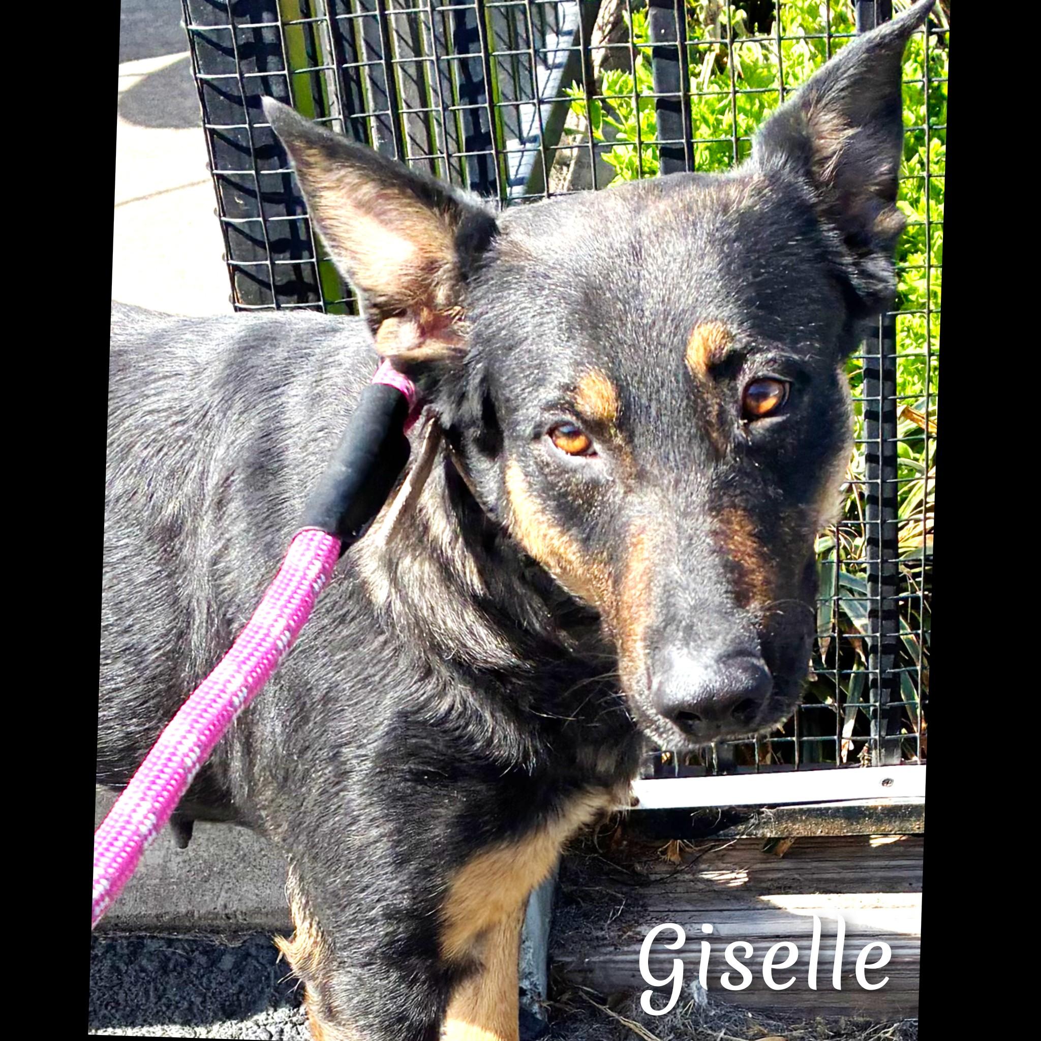 Enlarge Giselle , a ADOPTABLE mixed breed in Fredericksburg, VA image 6/6