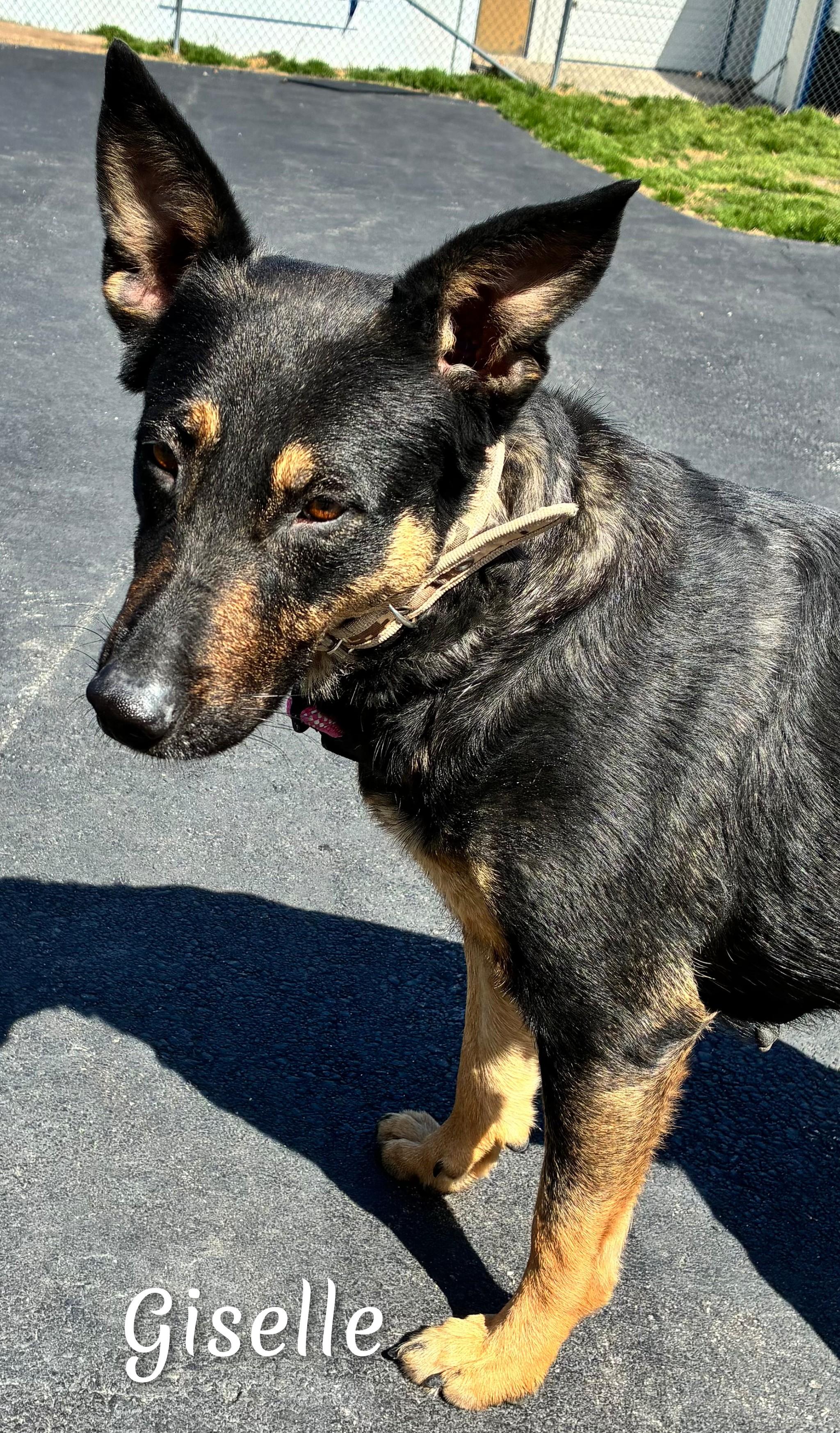 Giselle , ADOPTABLE, Adult Female Shepherd.