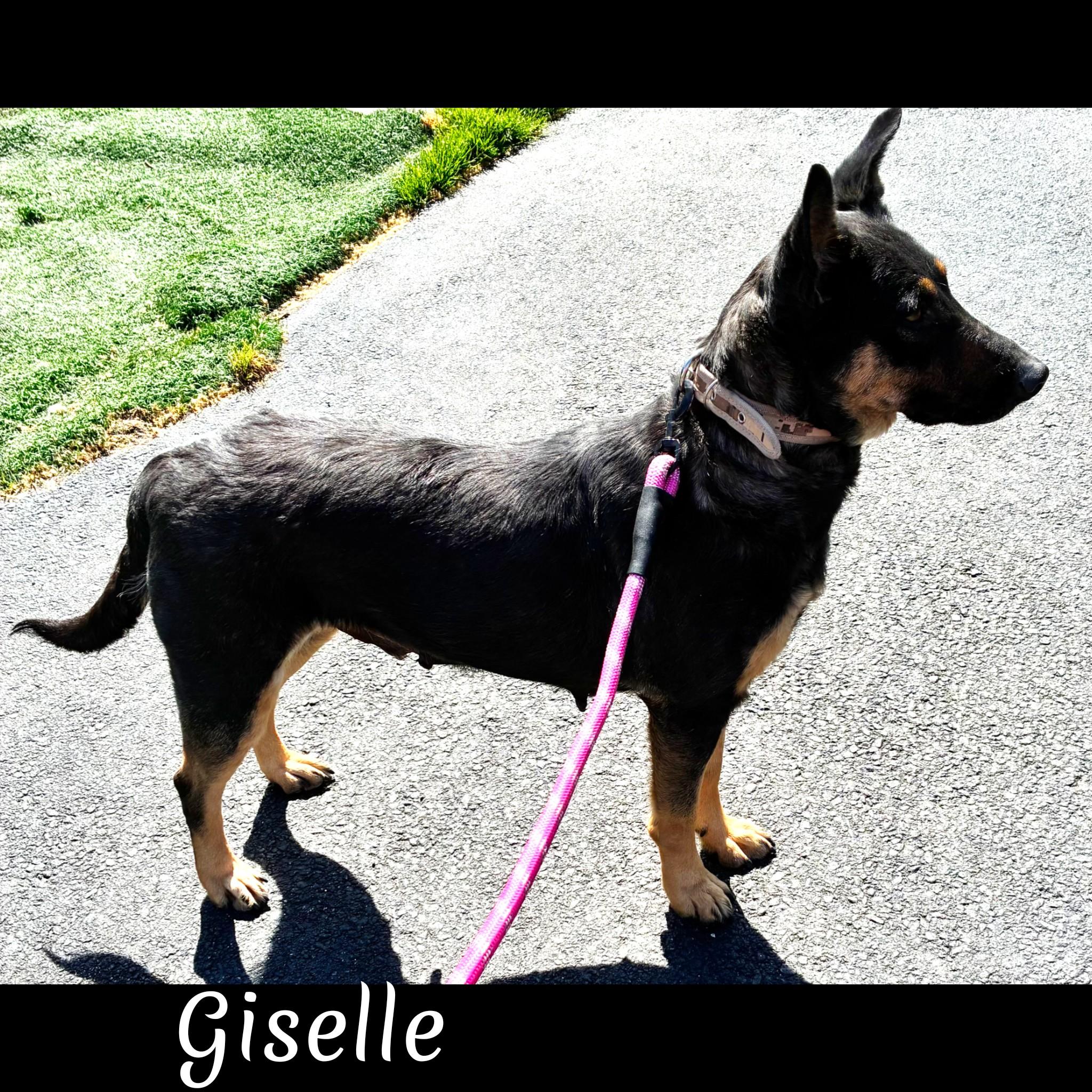 Enlarge Giselle , a ADOPTABLE mixed breed in Fredericksburg, VA image 2/6