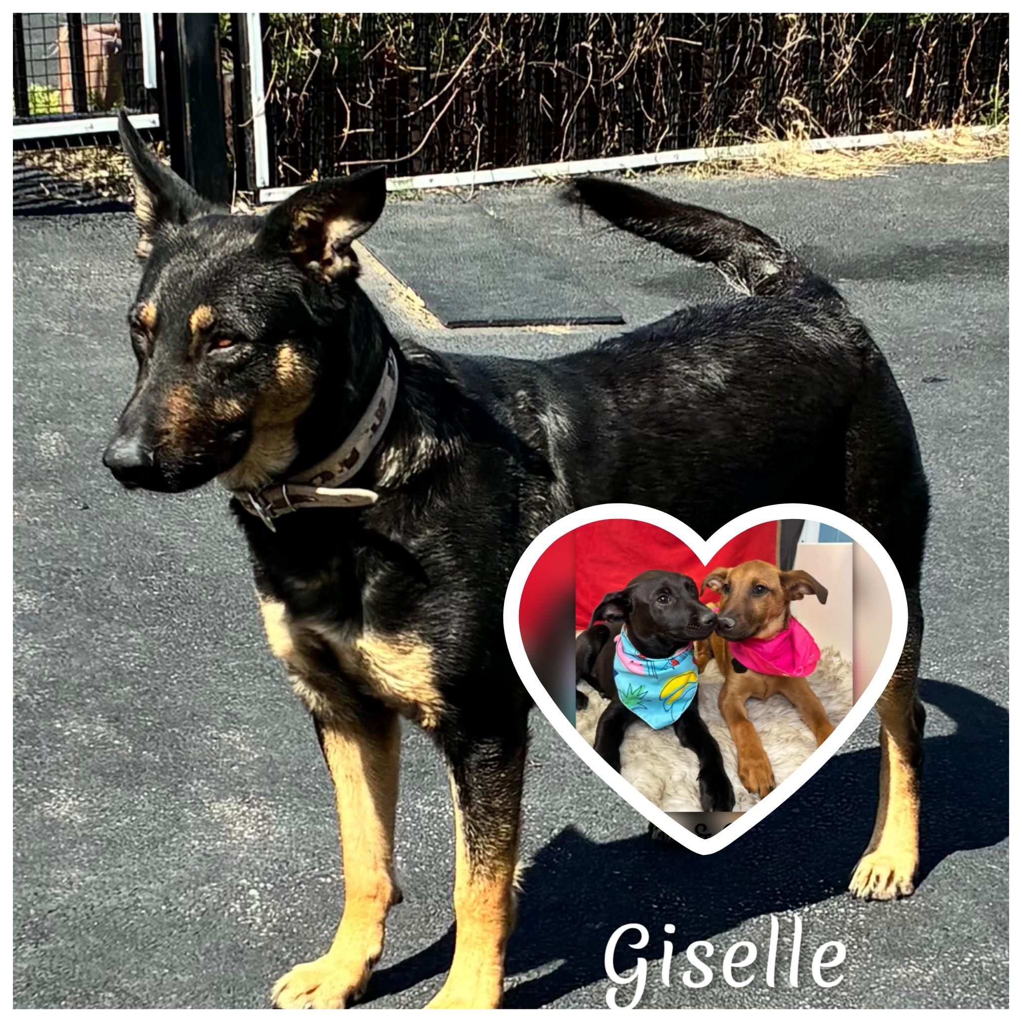 Enlarge Giselle , a ADOPTABLE mixed breed in Fredericksburg, VA image 4/6