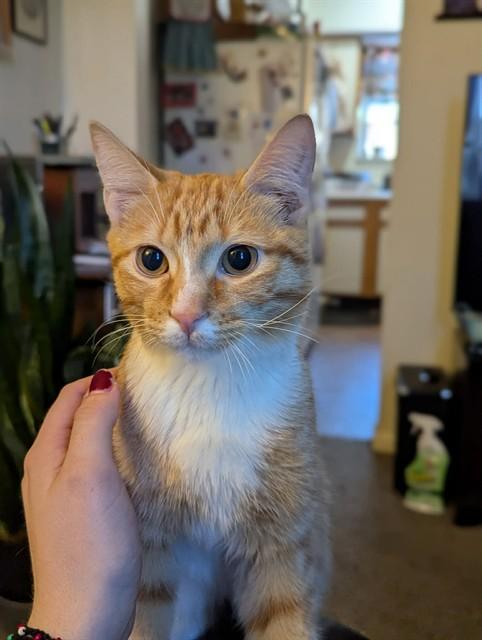 GEORGE FOREMAN, Adoptable, Kitten Male Domestic Short Hair.