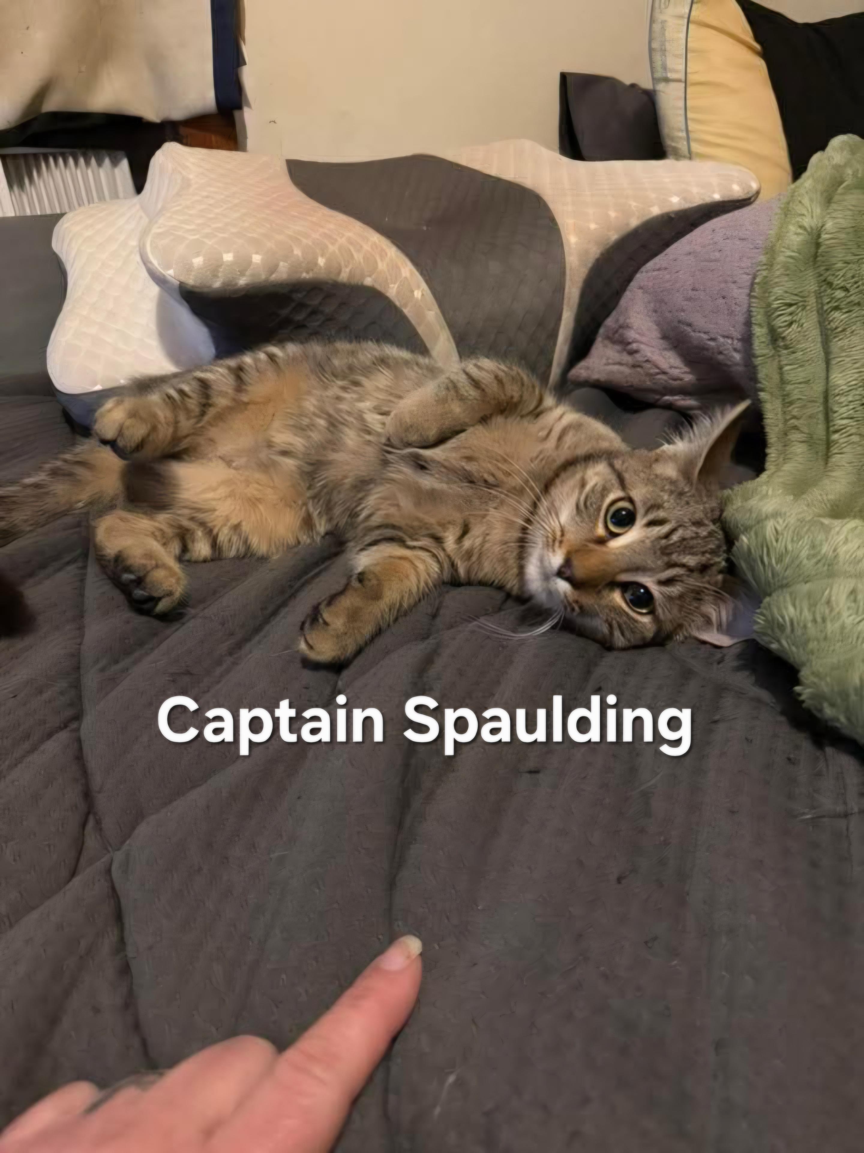 Enlarge Captain Spaulding, a Adoptable Domestic Short Hair in Chicopee, MA image 1/2