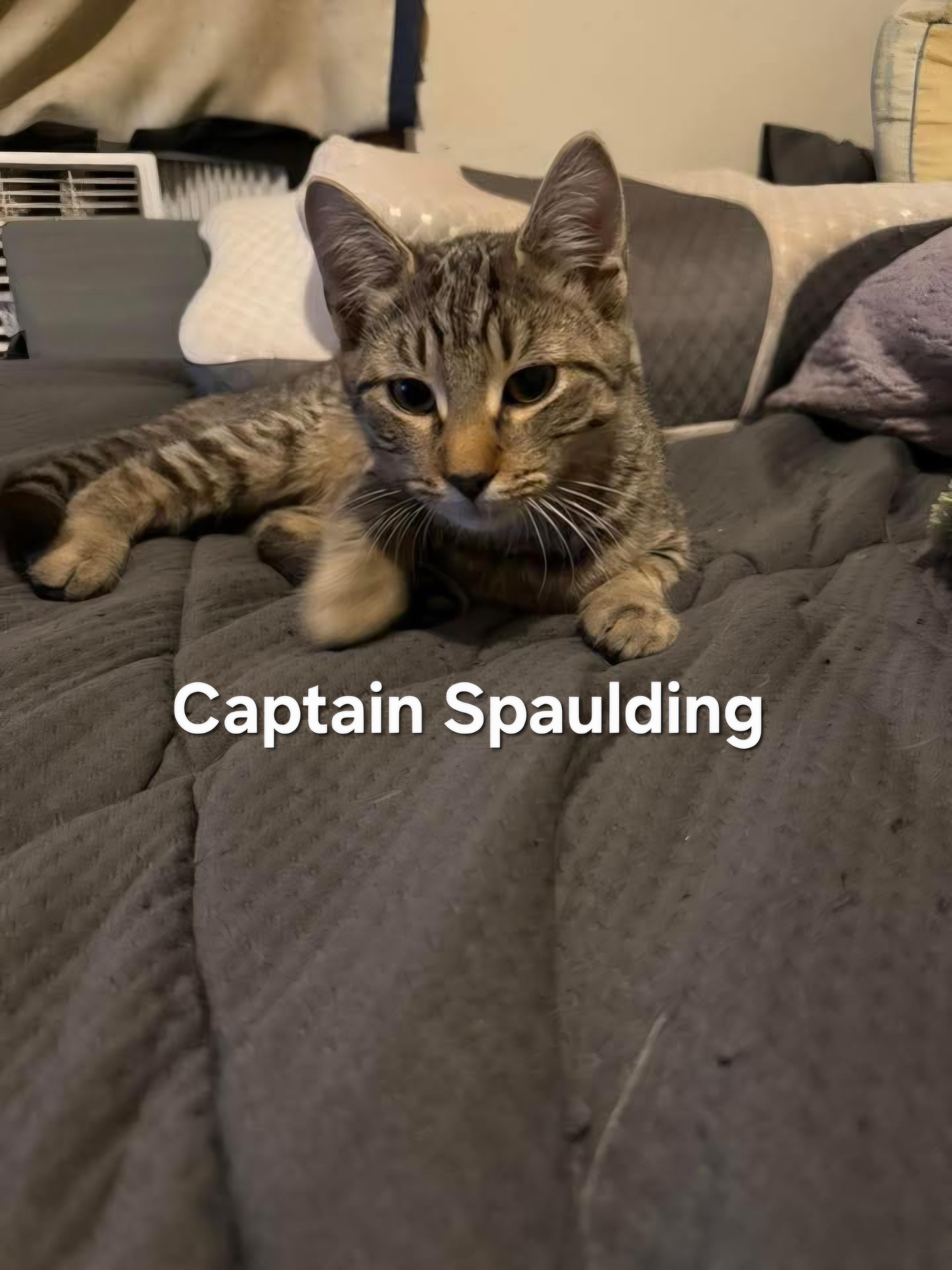 Enlarge Captain Spaulding, a Adoptable Domestic Short Hair in Chicopee, MA image 2/2