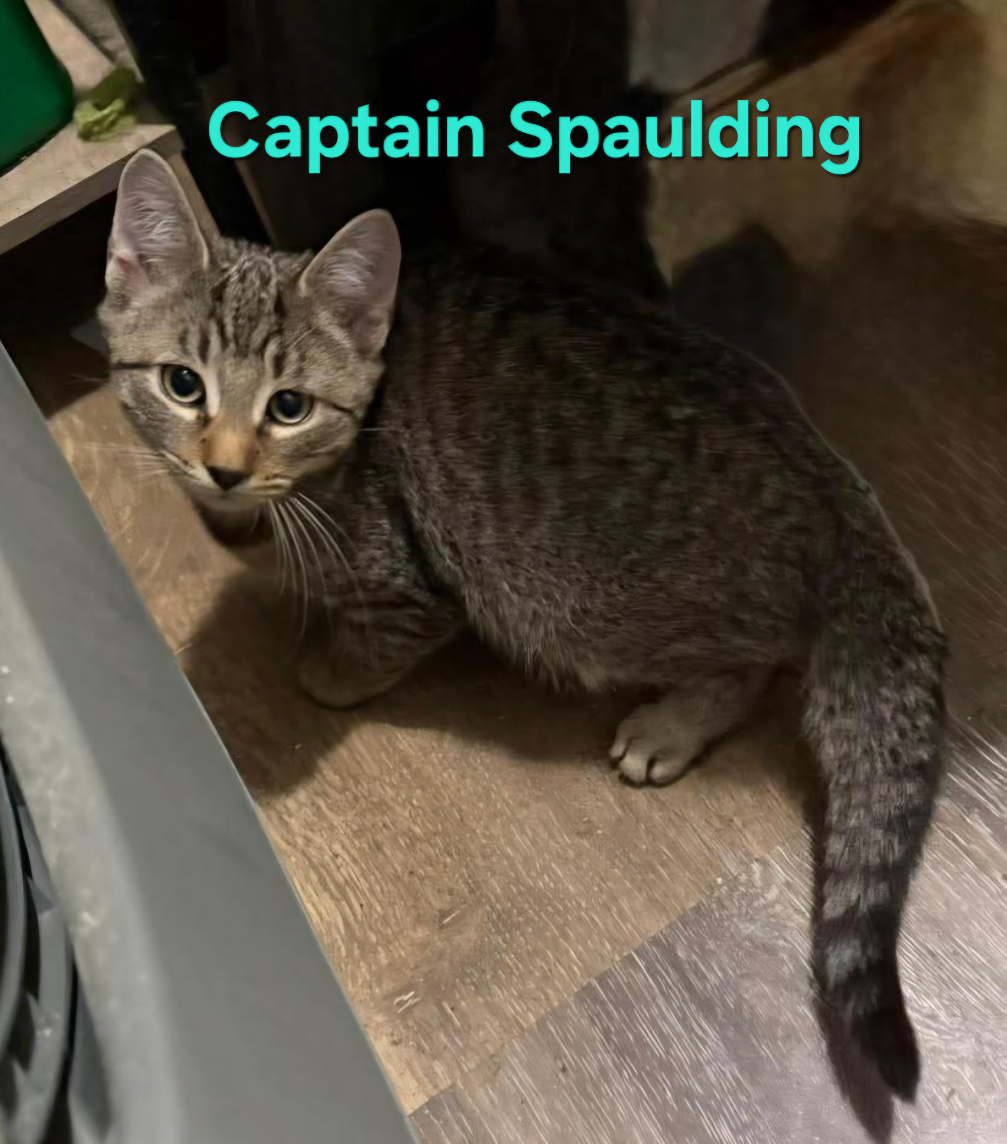 Captain Spaulding, Adoptable, Kitten Male Domestic Short Hair.