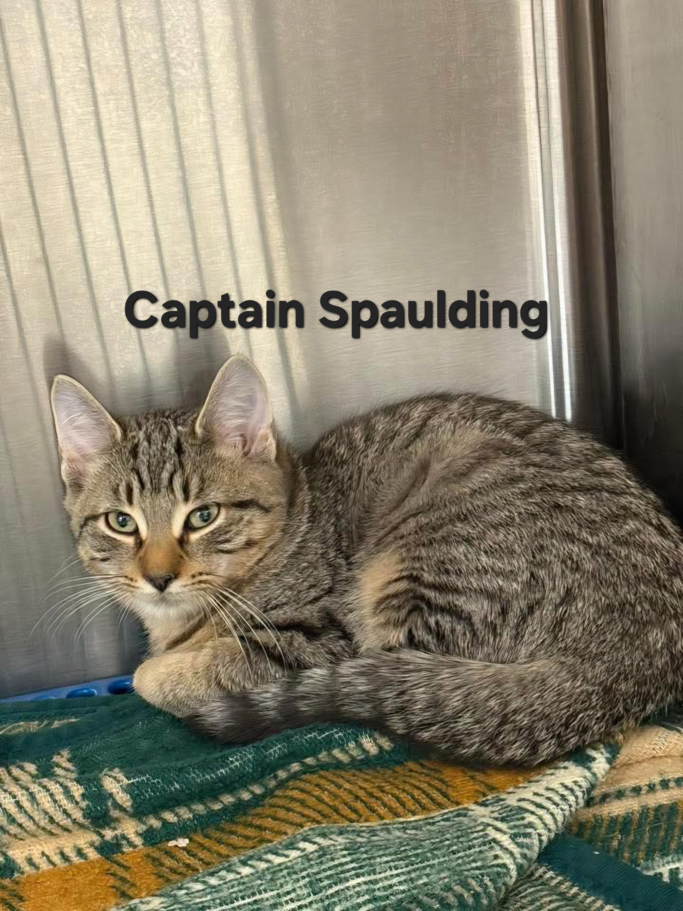Captain Spaulding, a Adoptable Domestic Short Hair in Chicopee, MA image 2/2