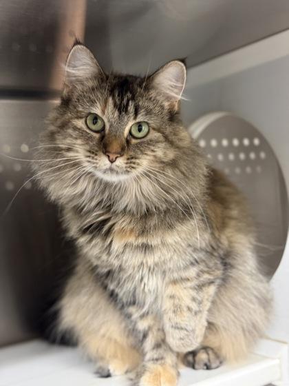 Enlarge Jennifer, a Adoptable mixed breed in Fergus Falls, MN image 1/3