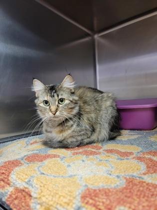 Enlarge Jennifer, a Adoptable mixed breed in Fergus Falls, MN image 1/3