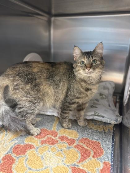 Enlarge Jennifer, a Adoptable mixed breed in Fergus Falls, MN image 2/3