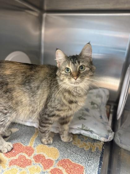 Enlarge Jennifer, a Adoptable mixed breed in Fergus Falls, MN image 3/3