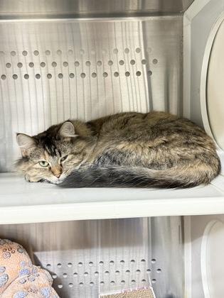 Enlarge Jennifer, a Adoptable mixed breed in Fergus Falls, MN image 2/3