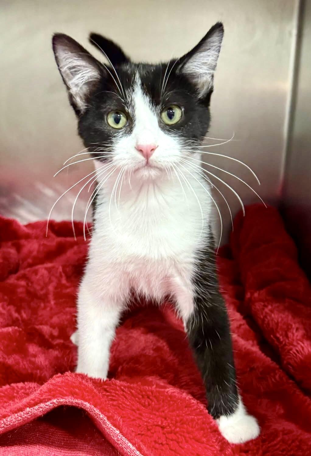 CHIP, a Adoptable mixed breed in Beechbottom, WV image 4/4