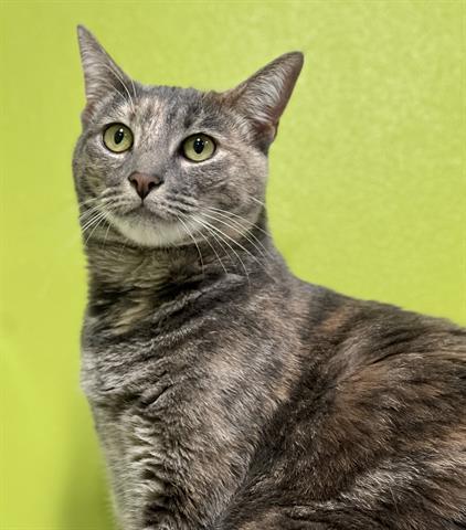 HEAVEN, Adoptable, Young Female Domestic Short Hair.