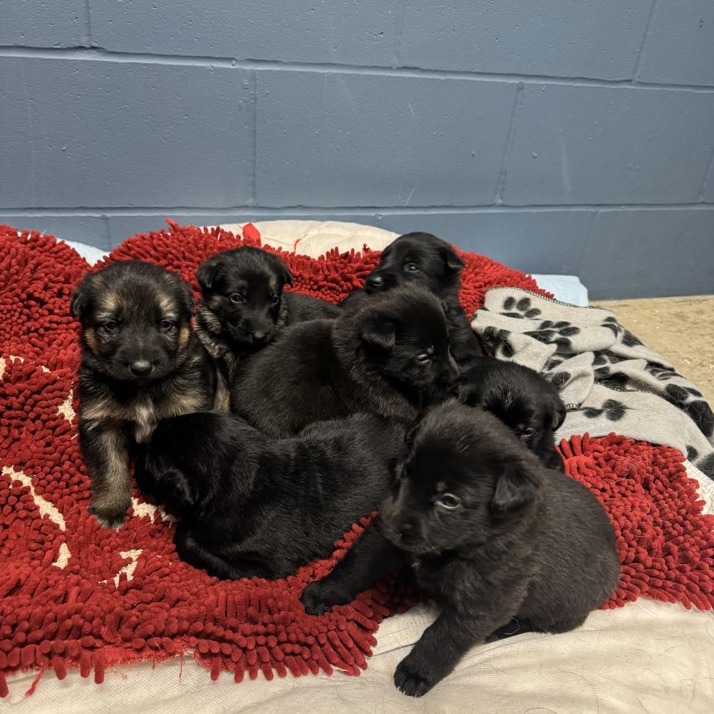 Canyon - Purple, Adoptable, Puppy Female German Shepherd Dog.