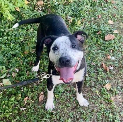 Mick, Adoptable, Adult Male Mixed Breed & Mixed Breed.