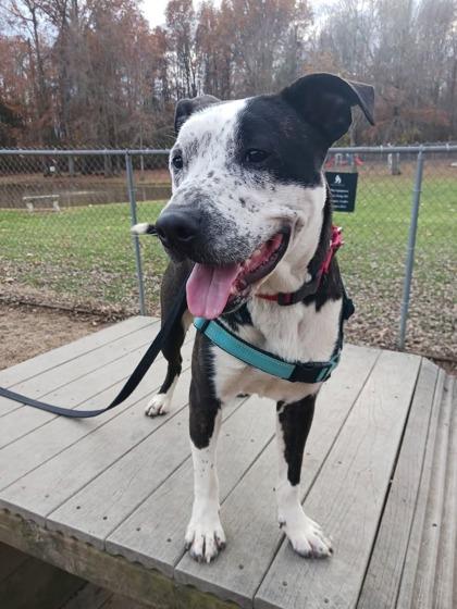 Enlarge Mick, a Adoptable mixed breed in Batavia, OH image 2/3