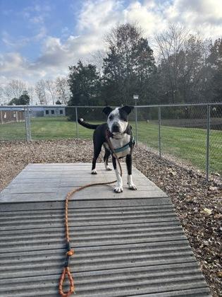 Enlarge Mick, a Adoptable mixed breed in Batavia, OH image 3/3