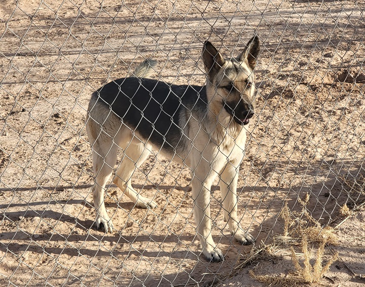 Indy, a Adopted German Shepherd Dog in Alamogordo, NM image 1/4