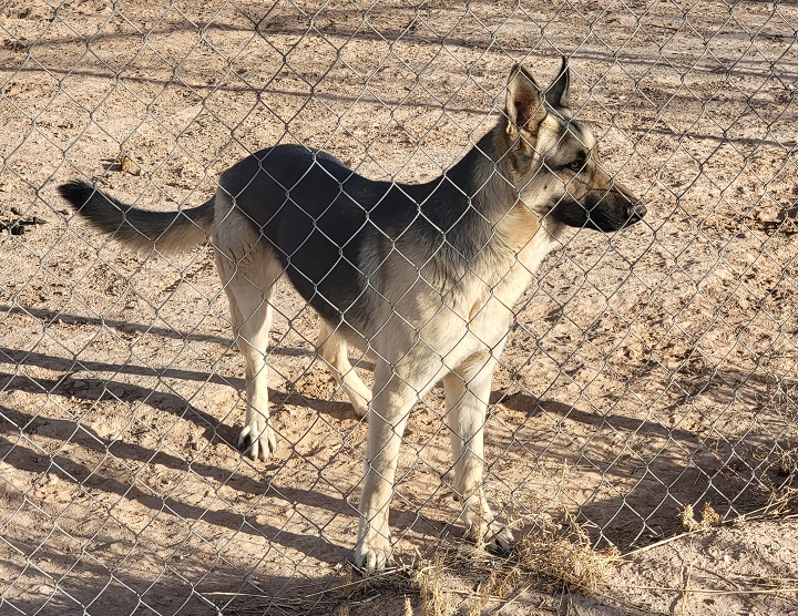 Indy, a Adopted German Shepherd Dog in Alamogordo, NM image 2/4