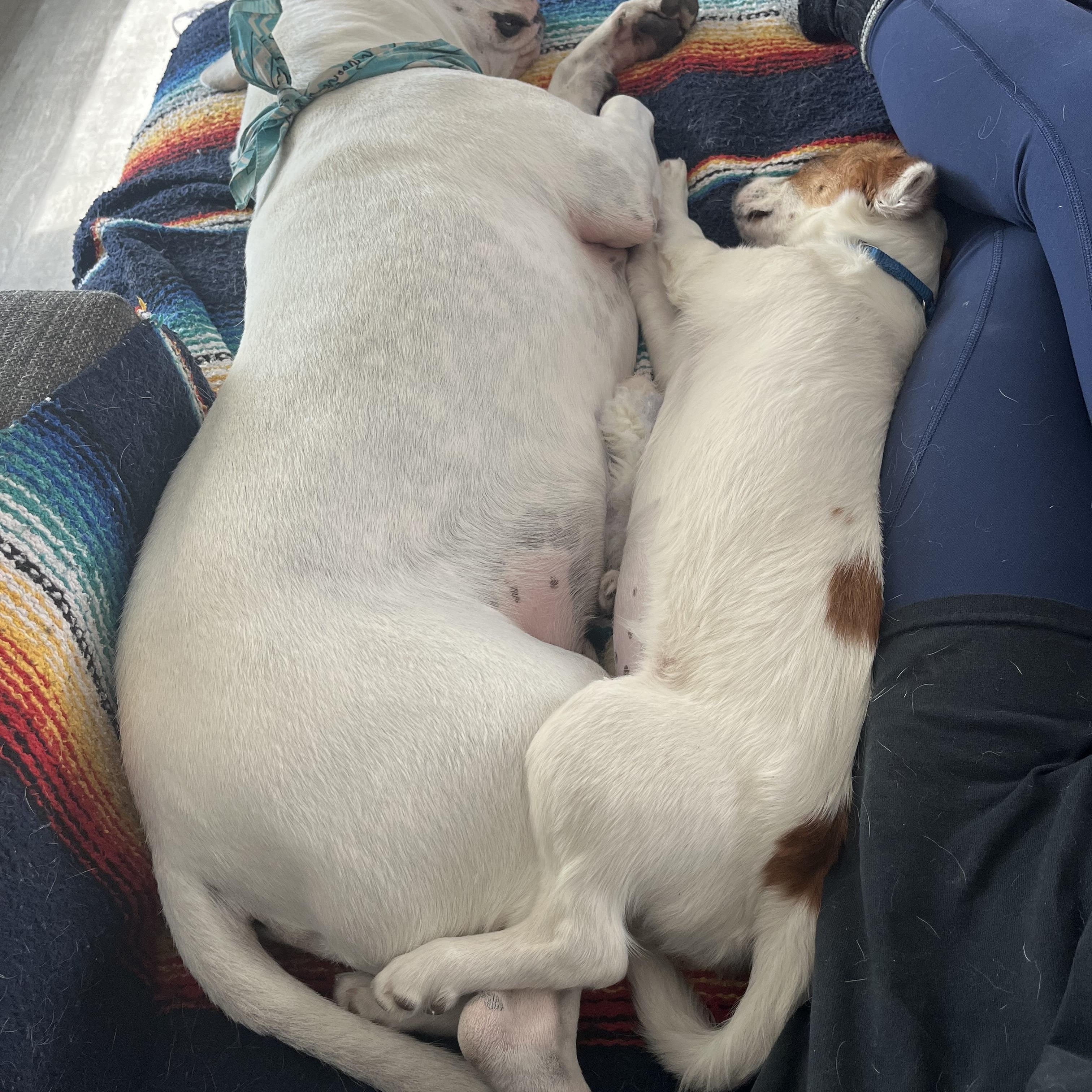 Enlarge Gigi, a ADOPTABLE mixed breed in Marfa, TX image 5/6