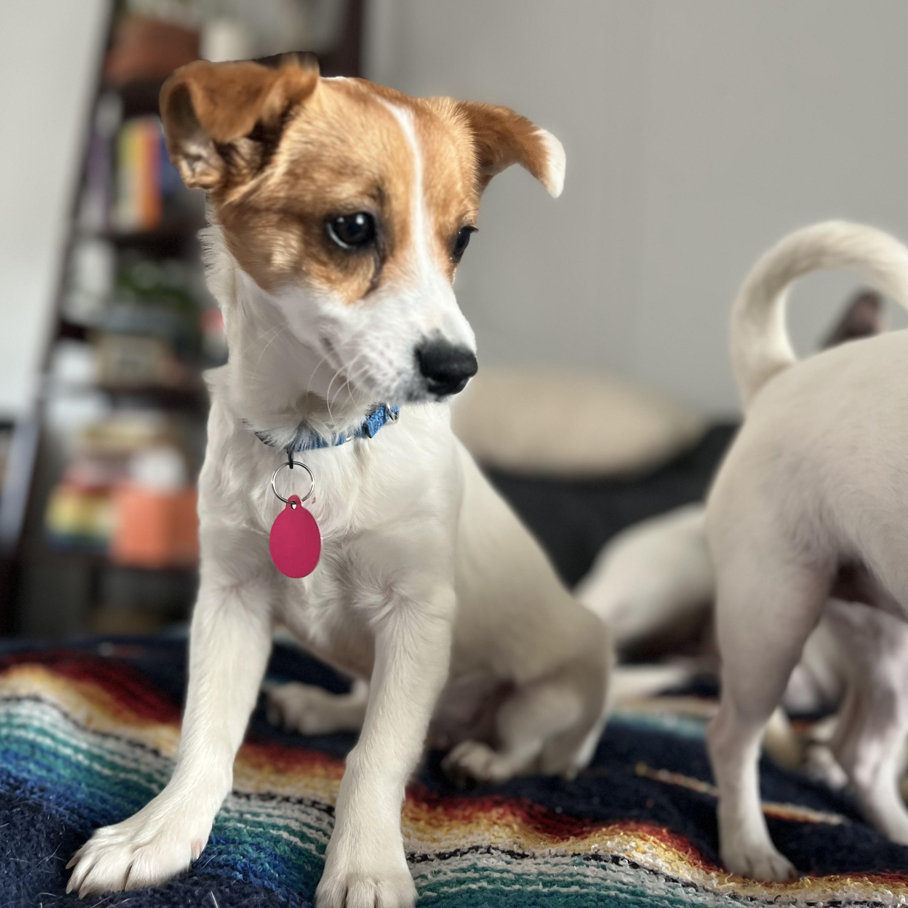 Enlarge Gigi, a ADOPTABLE mixed breed in Marfa, TX image 6/6