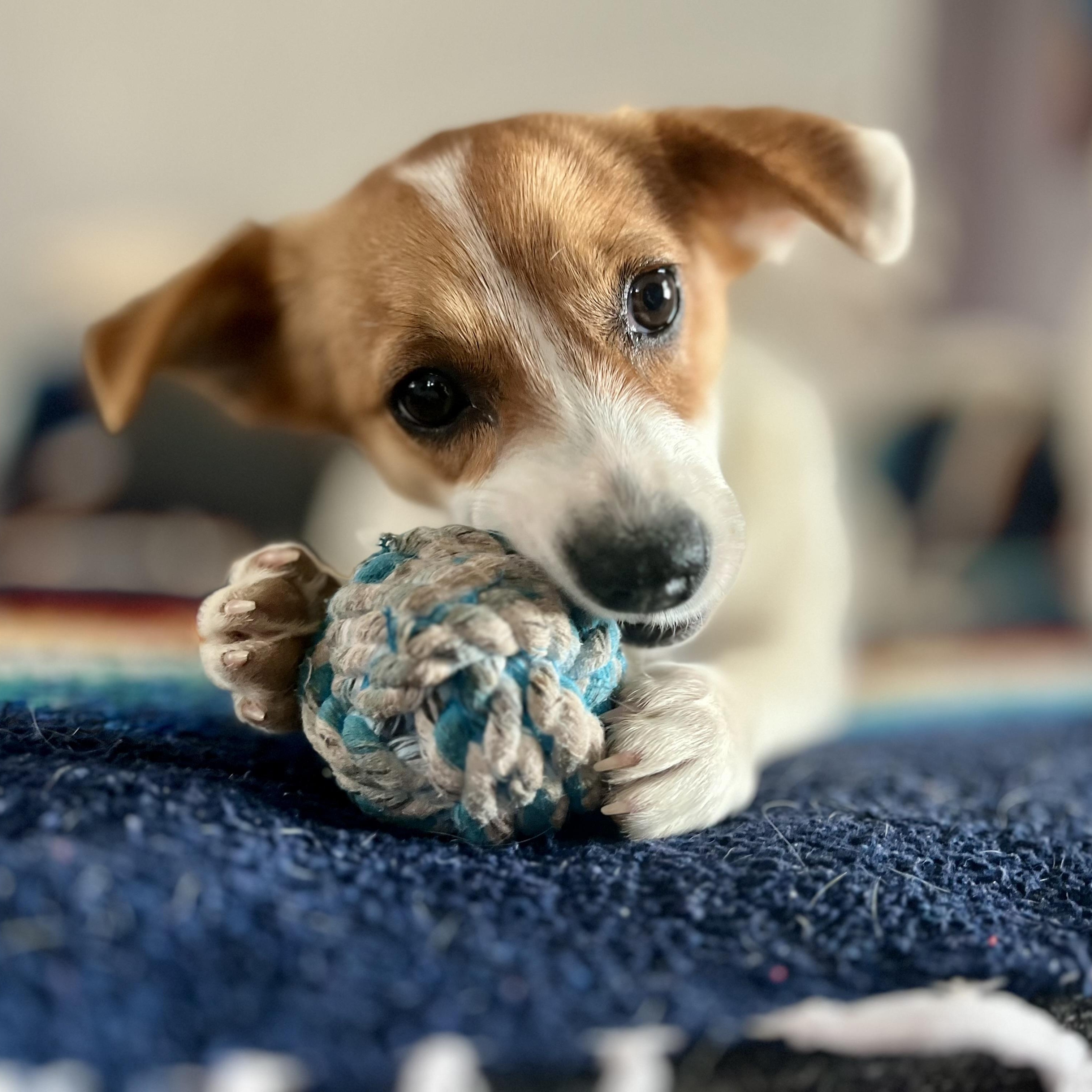 Enlarge Gigi, a ADOPTABLE mixed breed in Marfa, TX image 4/6