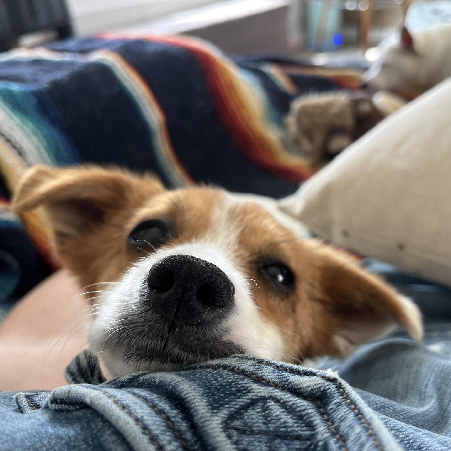 Enlarge Gigi, a ADOPTABLE mixed breed in Marfa, TX image 2/6