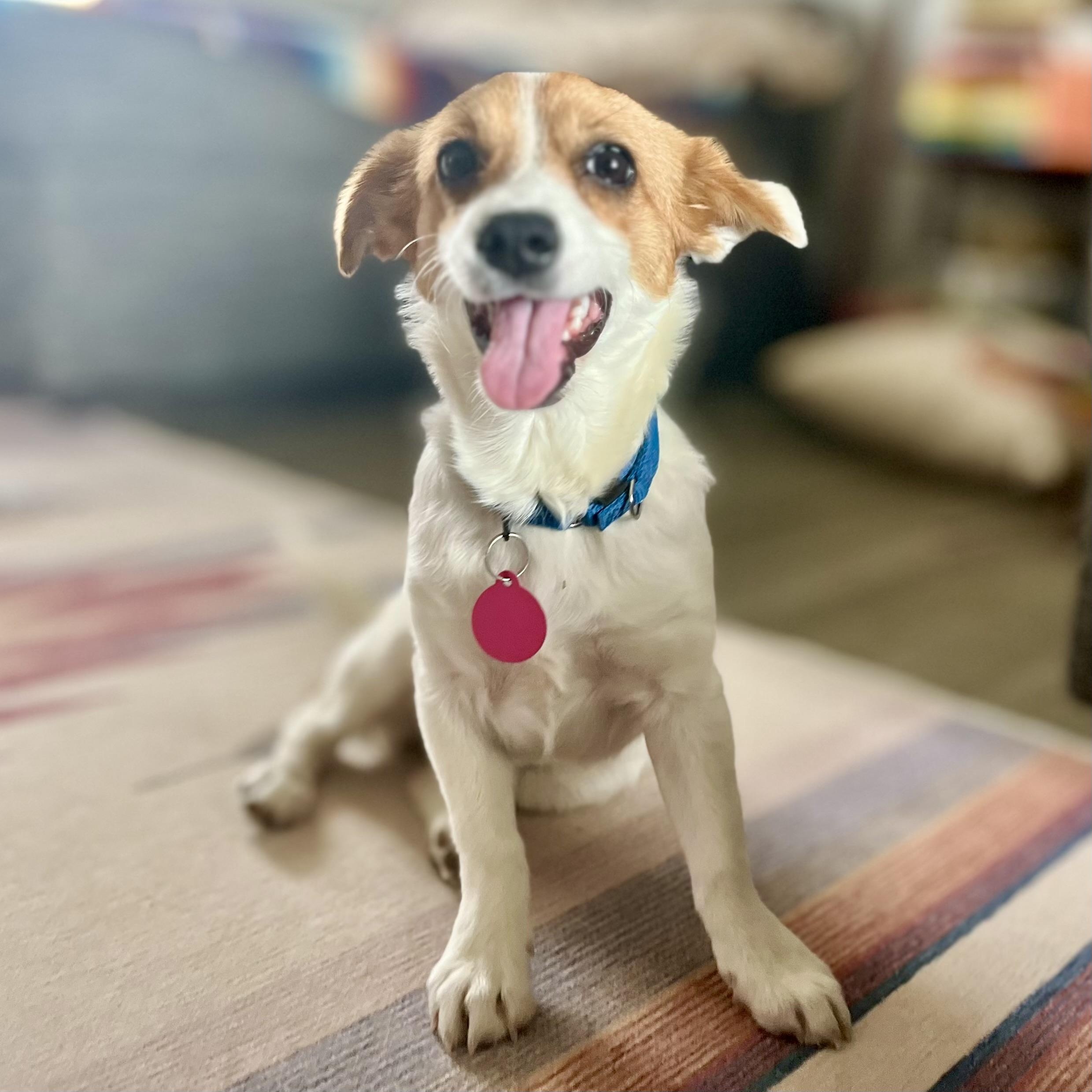 Enlarge Gigi, a ADOPTABLE mixed breed in Marfa, TX image 1/6