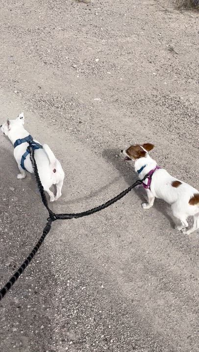 Enlarge Gigi, a ADOPTABLE mixed breed in Marfa, TX video 3/6