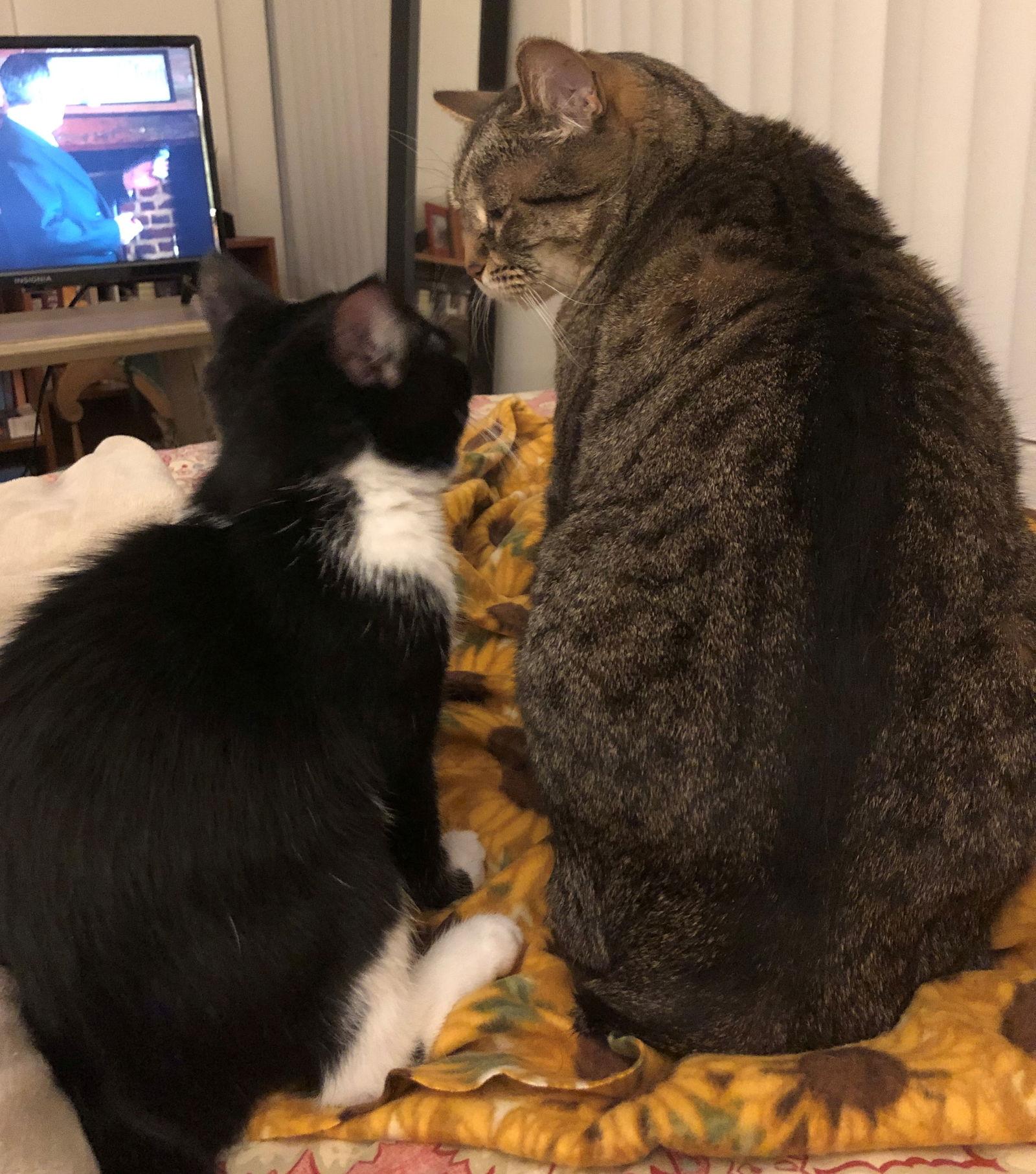 Enlarge LUCY #1785 - Offered by Owner -, a Adoptable mixed breed in Hillsboro, OR image 3/3