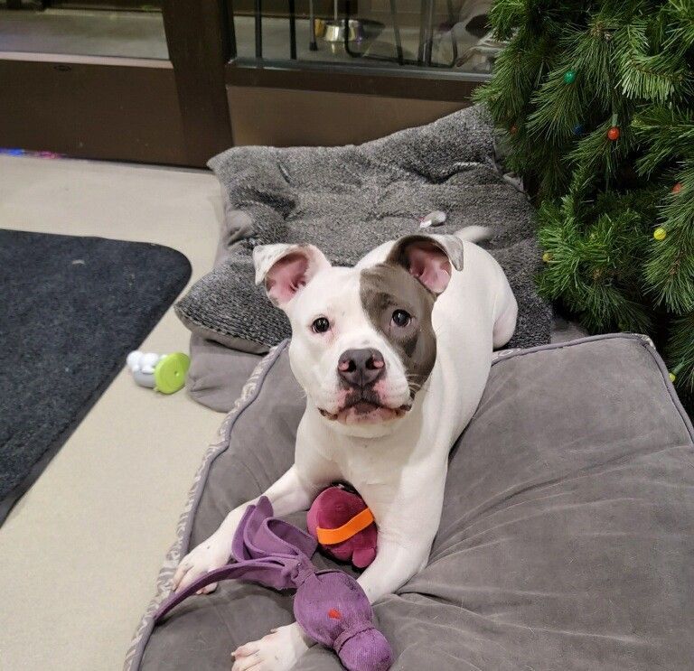 Brandy, Adoptable, Adult Female American Bulldog.