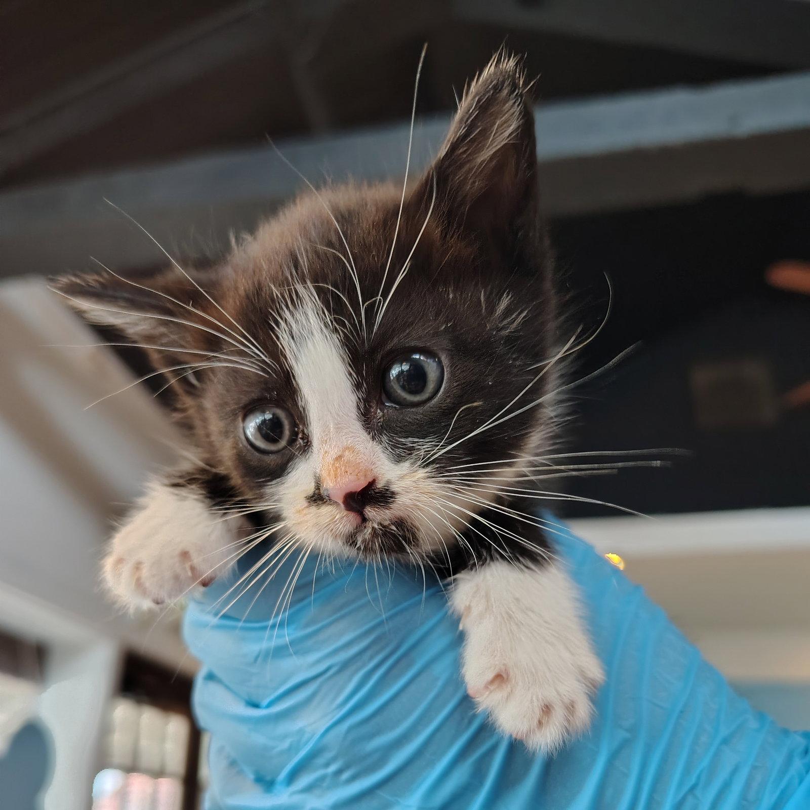 Enlarge Petunia, a Adopted Domestic Short Hair in San Jose, CA image 1/2
