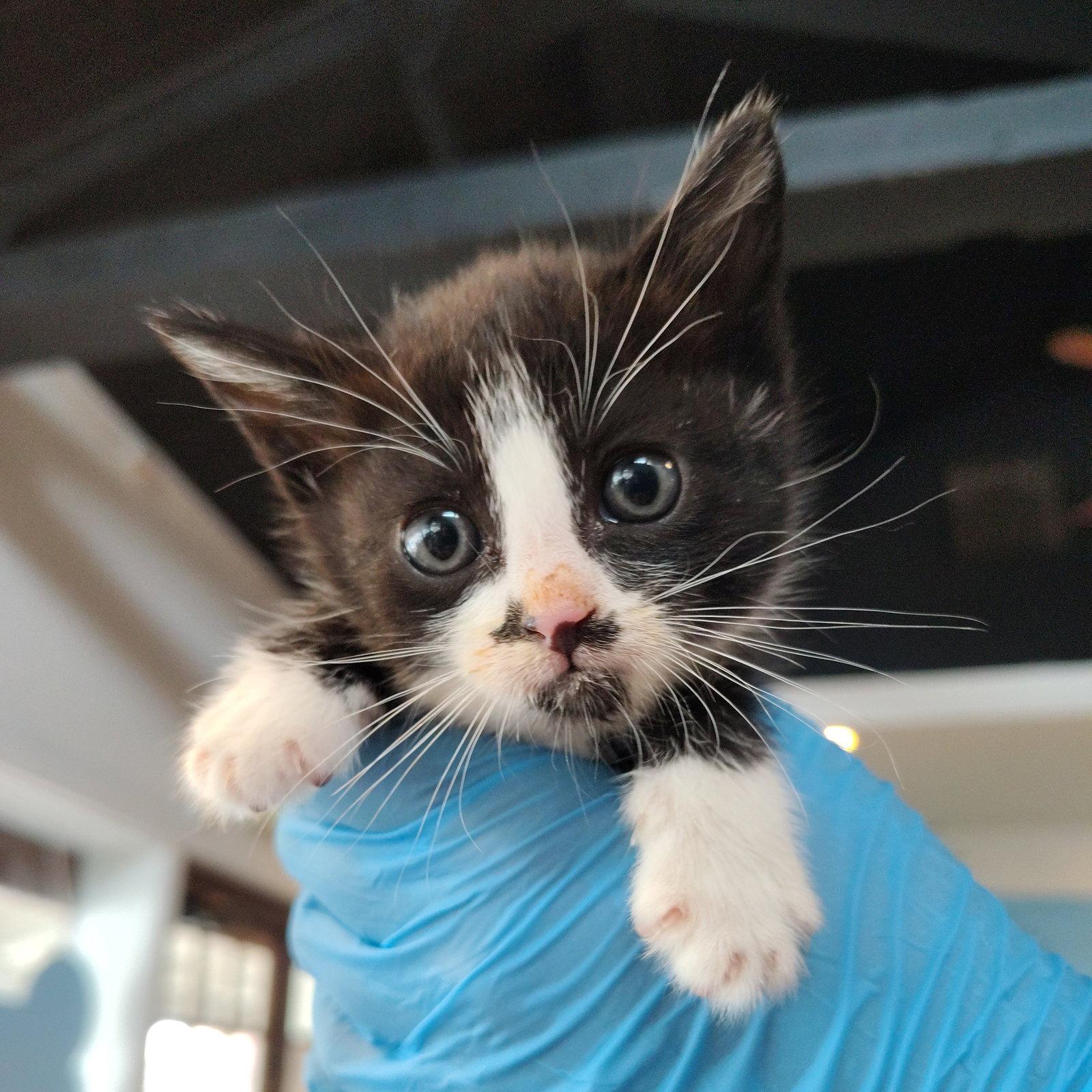 Enlarge Petunia, a Adopted Domestic Short Hair in San Jose, CA image 2/2