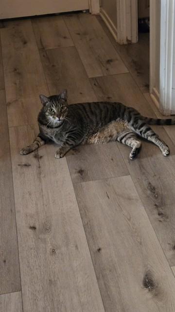 HUDSON, Adoptable, Adult Male Domestic Short Hair.