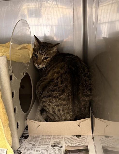 HUDSON, Adoptable, Adult Male Domestic Short Hair.