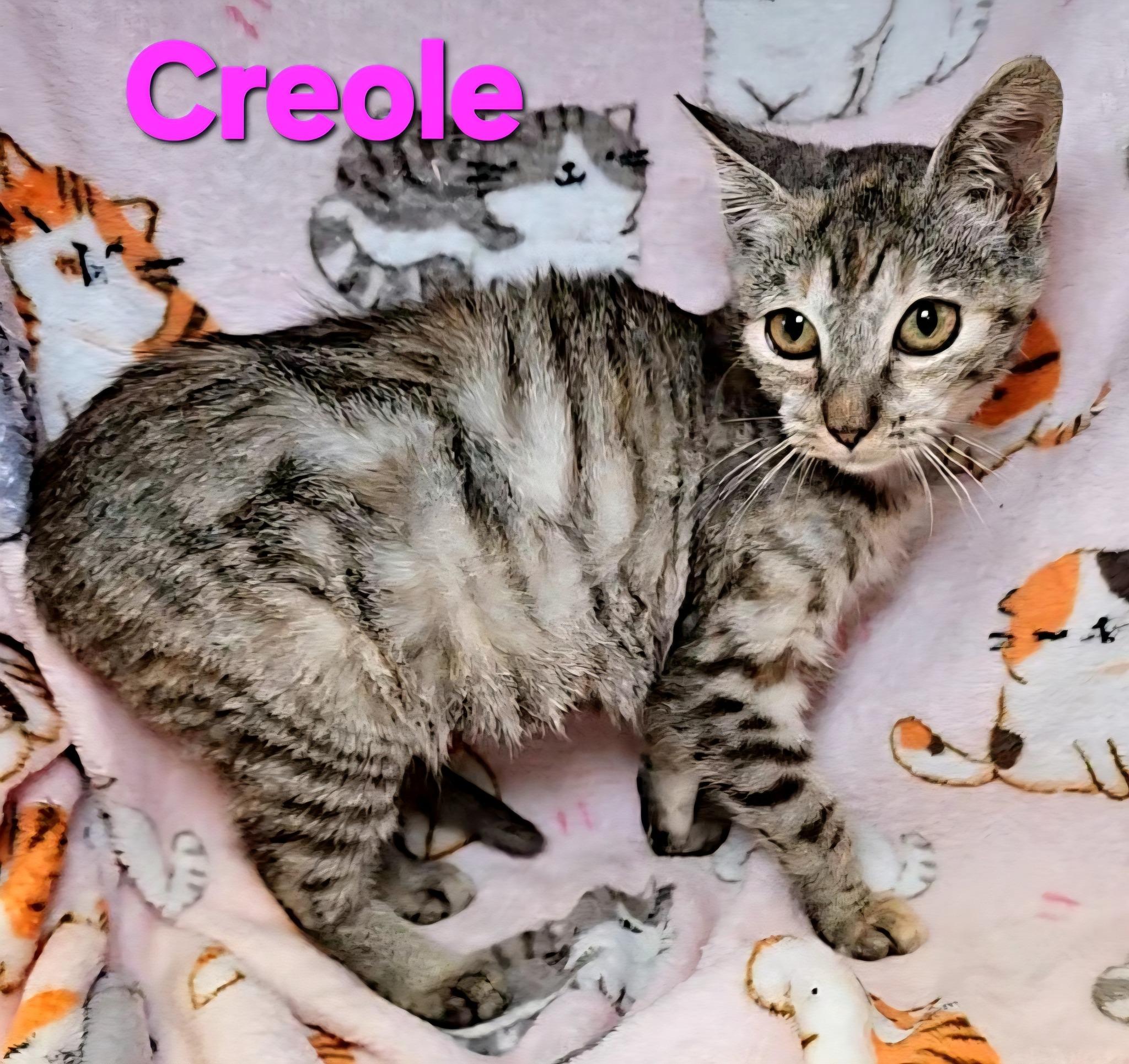 Creole