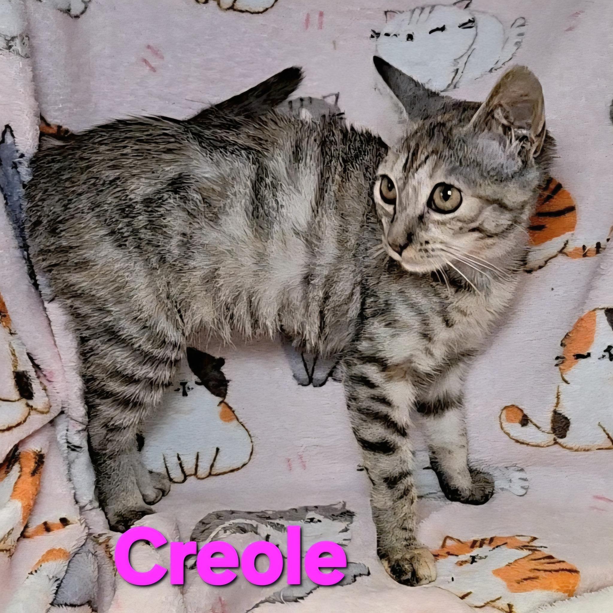 Creole