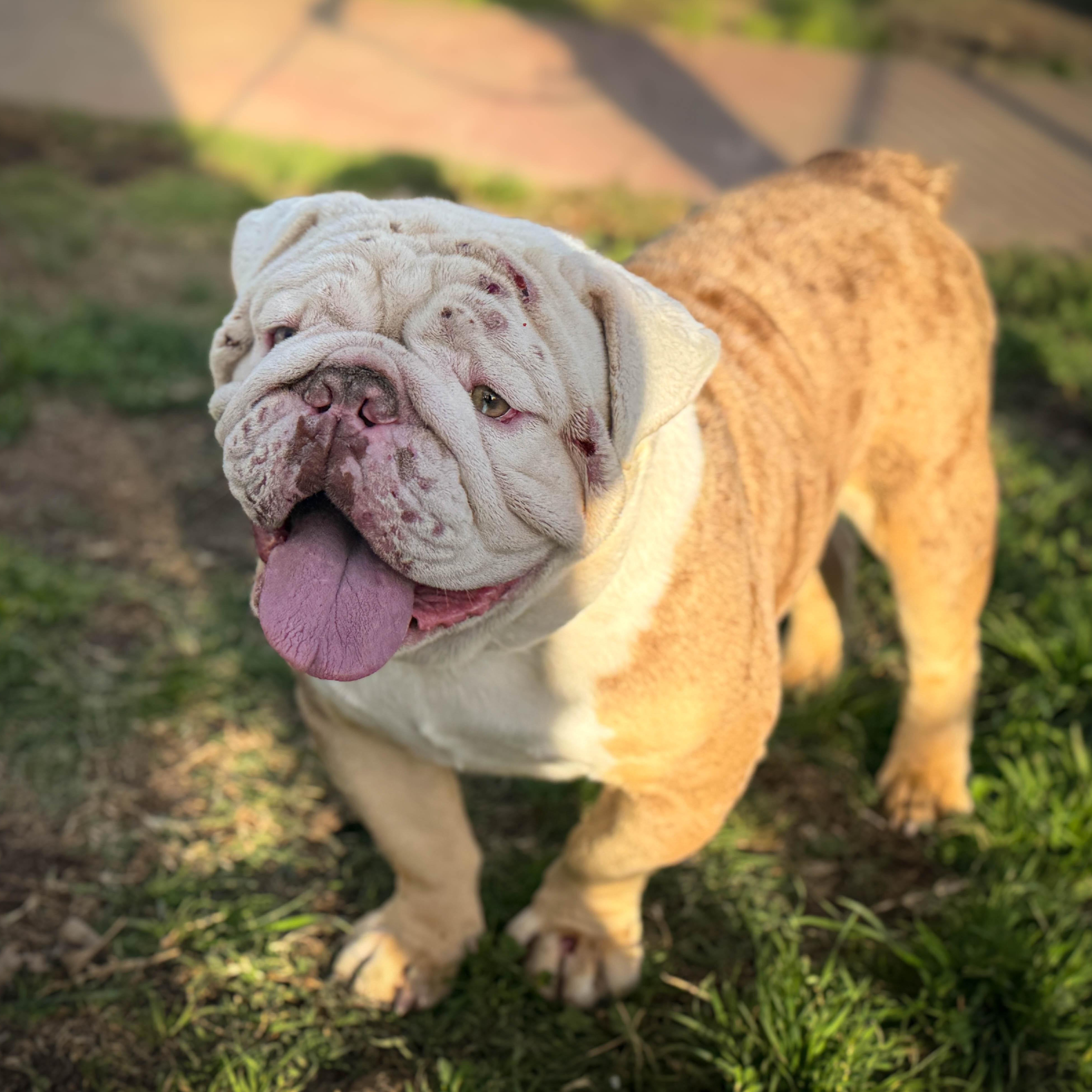 Enlarge Maniac, a ADOPTABLE Bulldog in Torrance, CA image 2/4