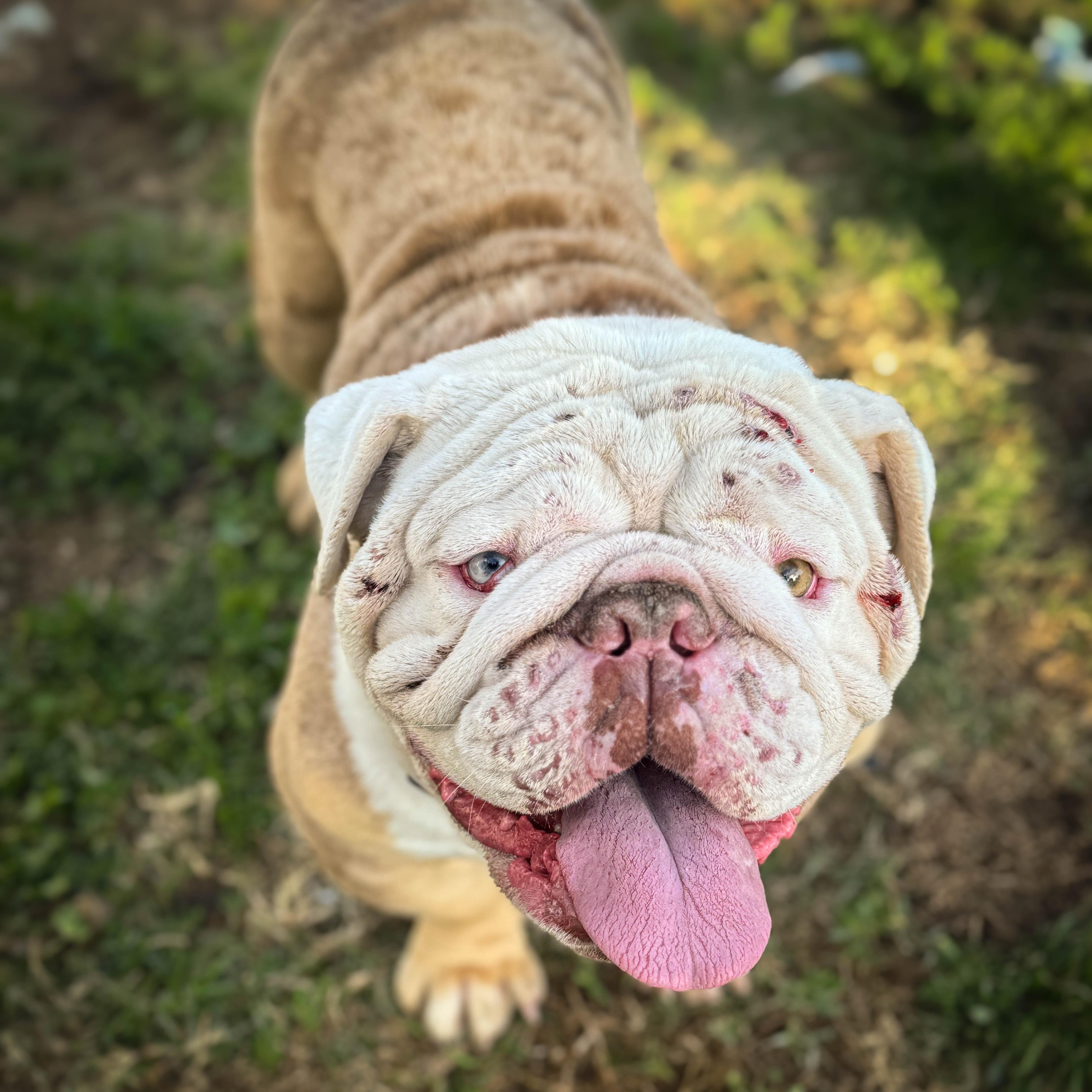 Enlarge Maniac, a ADOPTABLE Bulldog in Torrance, CA image 3/4