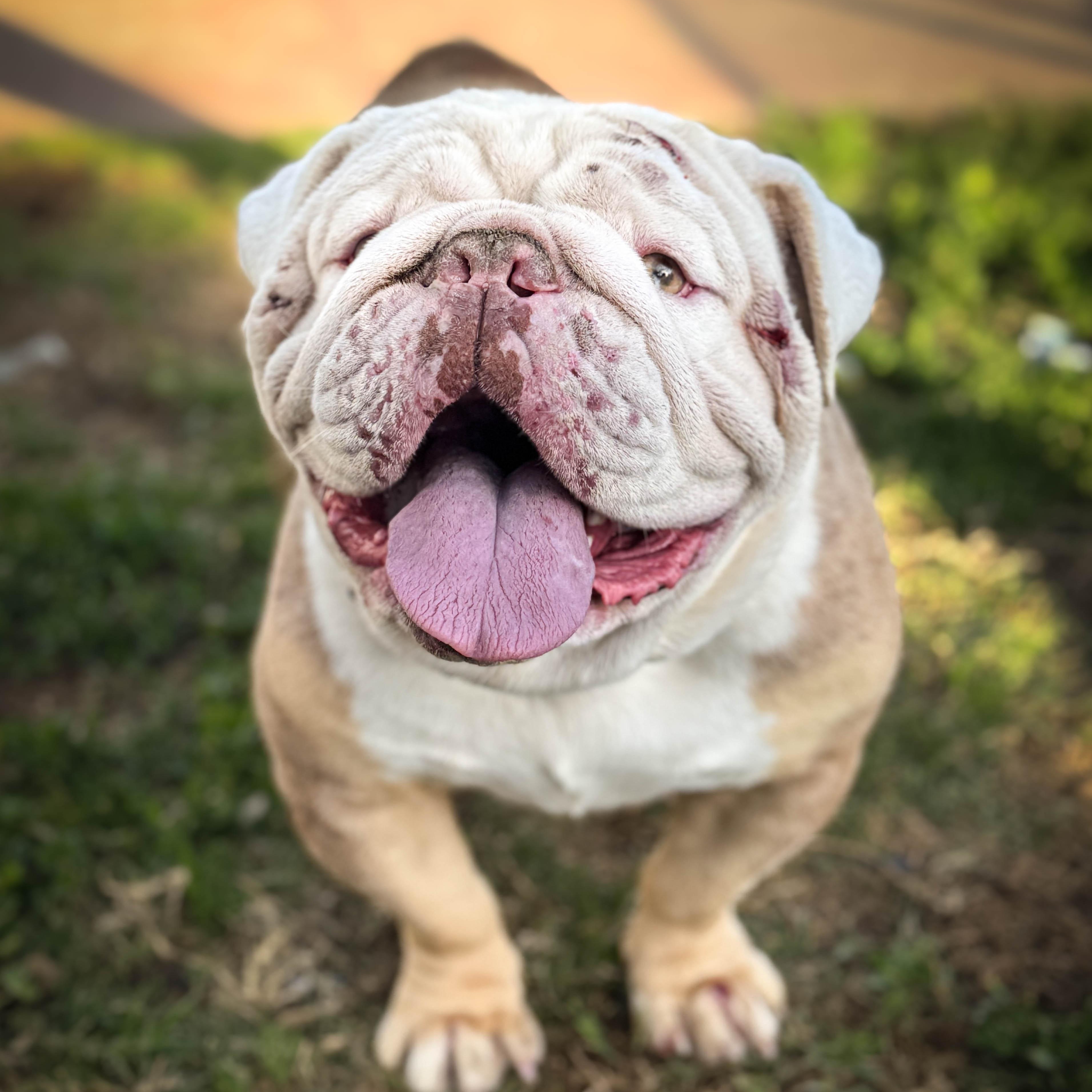 Enlarge Maniac, a ADOPTABLE Bulldog in Torrance, CA image 1/4