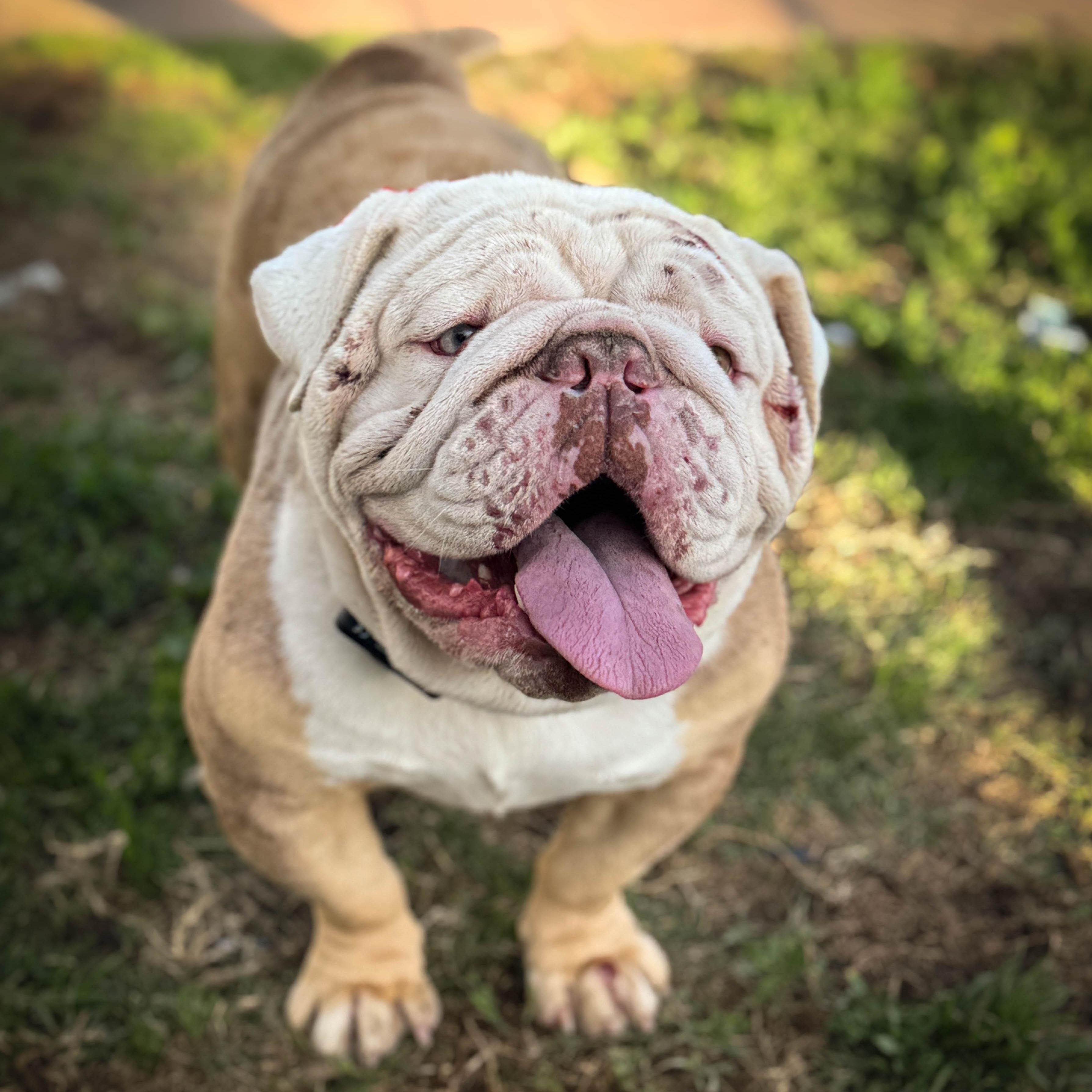 Enlarge Maniac, a ADOPTABLE Bulldog in Torrance, CA image 4/4