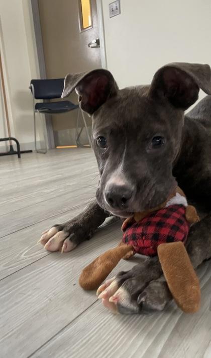 Roger, Adoptable, Puppy Male Mixed Breed & Mixed Breed.