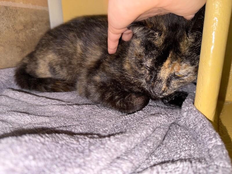 Dusty, Adoptable, Adult Female Domestic Short Hair.