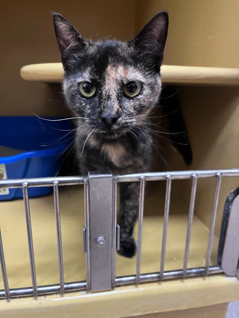 Enlarge Dusty, a Adoptable Domestic Short Hair in Westminster, CO image 2/6