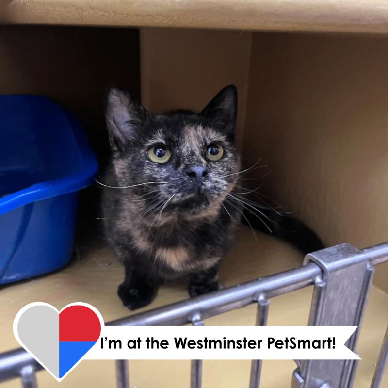 Enlarge Dusty, a Adoptable Domestic Short Hair in Westminster, CO image 3/6