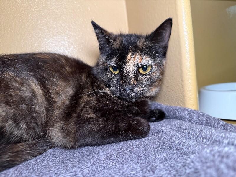 Enlarge Dusty, a Adoptable Domestic Short Hair in Westminster, CO image 4/6