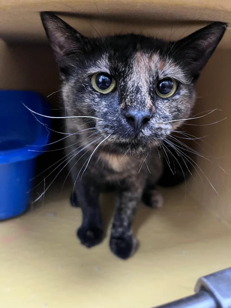 Enlarge Dusty, a Adoptable Domestic Short Hair in Westminster, CO image 5/6