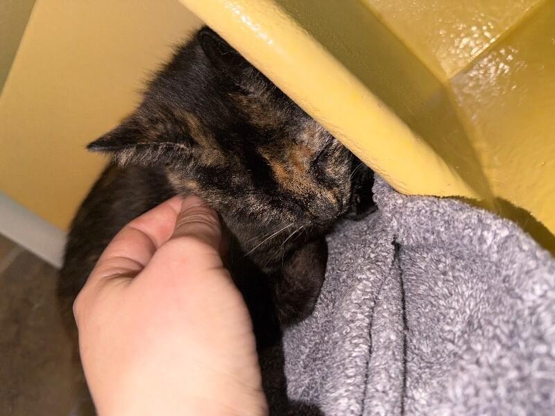 Enlarge Dusty, a Adoptable Domestic Short Hair in Westminster, CO image 6/6