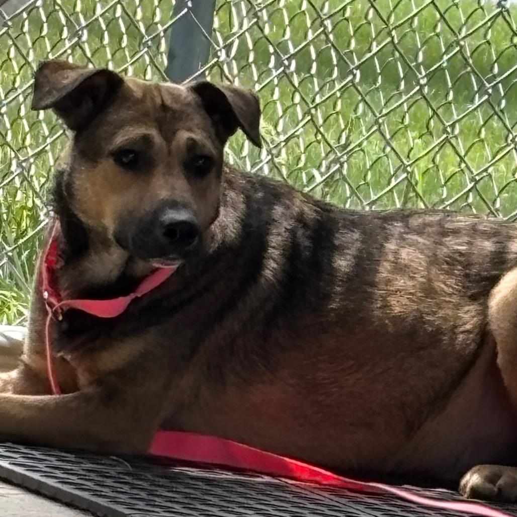 Porky, Adoptable, Adult Male Shepherd & Mixed Breed.