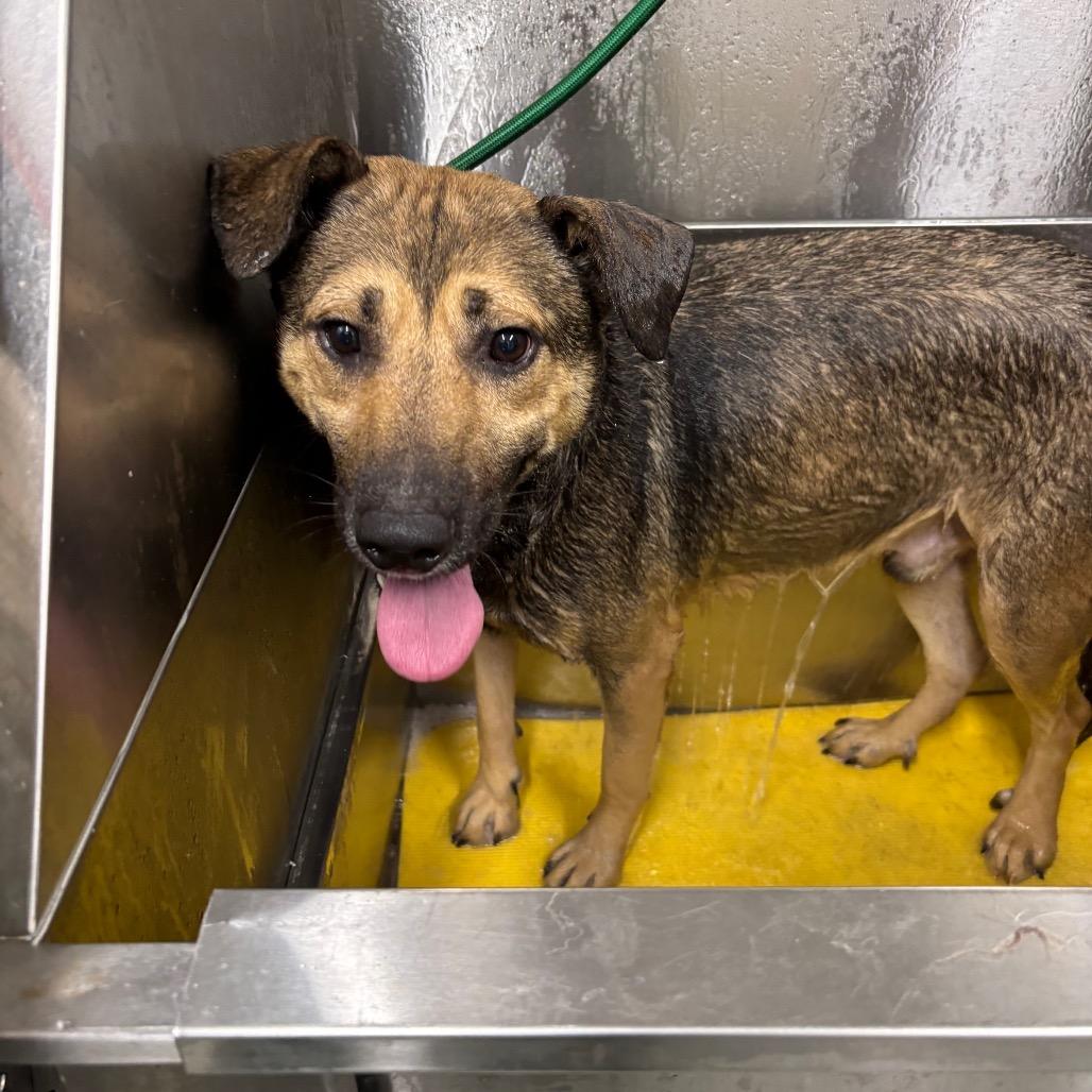 Enlarge Porky, a Adoptable mixed breed in Galax, VA image 2/4
