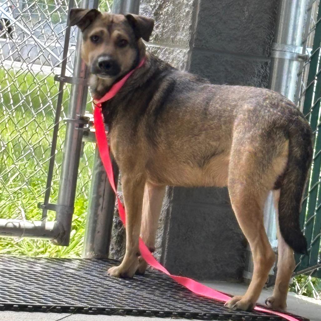 Enlarge Porky, a Adoptable mixed breed in Galax, VA image 3/4